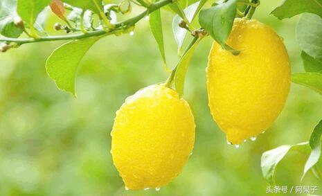 橙子柠檬的营养和使用功效,原来吃橙子好处这