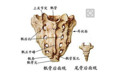 lasegue图片