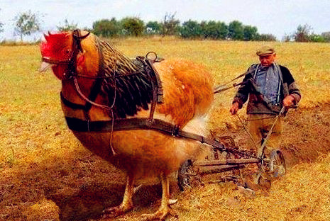 美国一农民把公鸡当牛用,耕起田来比牛还牛
