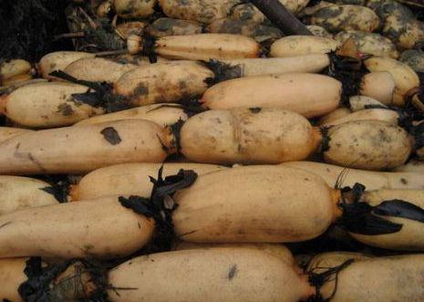 省钱又有效|莲藕|美容|健脾_新浪网