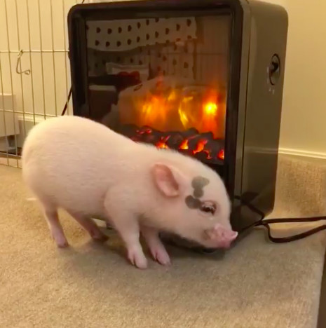 迷你猪贴紧暖炉烤火一脸享受!网友:我怎么好像闻到乳猪味?