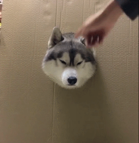 狗头卡在纸箱,二哈满脸无辜,眼神看起来特可怜!