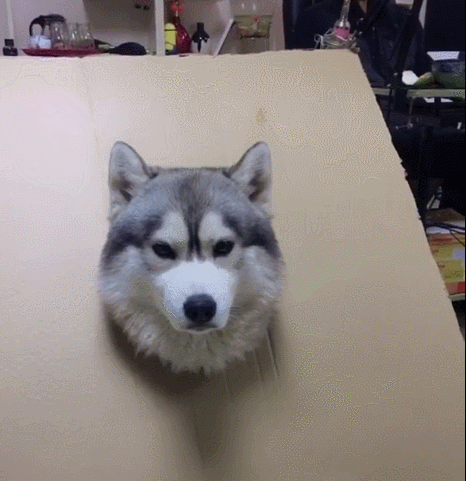 狗头卡在纸箱,二哈满脸无辜,眼神看起来特可怜!