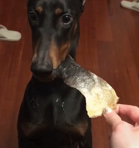 主人拿鱼片诱惑狗,狗狗不停流口水,但没命令不敢吃!