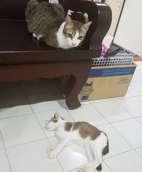 一次电击猫咪痛失双爪,乐观坚强做起心理导师,成了网红