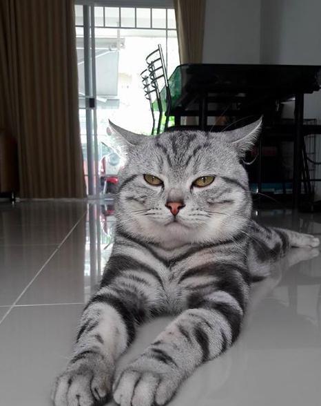 泰国网友家的这只大胖猫最近有点心力交瘁