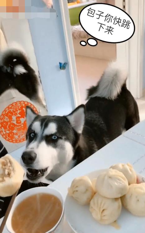 哈士奇看主人吃肉包子馋的流口水,二哈:太气人了,没一个懂我的