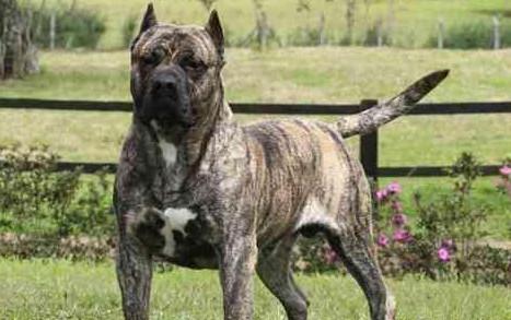 被列入禁养的十种猛犬,首先想到的藏獒排第几