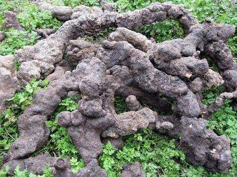 农民在山上挖到这个"黑疙瘩",别丢掉,虽然长得丑,作用却很大|猪苓