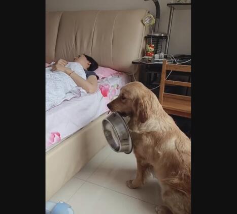 狗狗叼碗到床边讨吃碗落地的声音女主直接被吓醒过程好搞笑