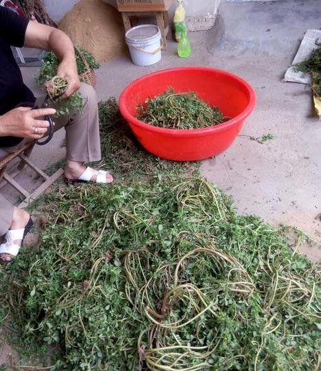 喂猪草变成餐桌上的美食,这东西别说你没吃过!