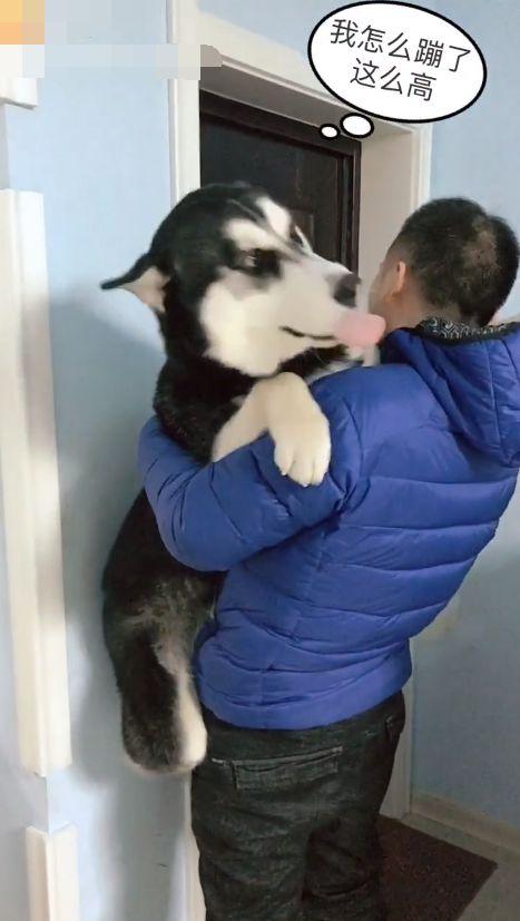 哈士奇被姥爷抱起后恐高,二哈:我记得小时候抱起来挺好玩的呀