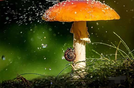 自然界小动物们撑伞避雨的瞬间,萌萌哒,美美哒