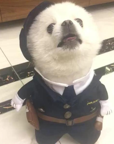 当小博美穿上警察制服之后,狗狗傲娇的表情萌化了,太可爱!|博美|狗狗|