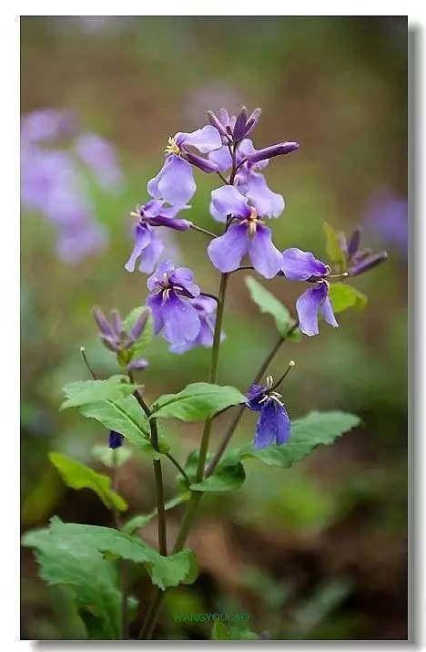 二月兰 - 诸葛菜科 - (3-5月)三色堇 - 堇菜科 - (3-5月)海棠 - 蔷薇