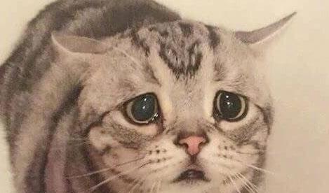 猫咪最近胖了,主人少给一点猫粮,猫咪摆出一副可怜兮兮的模样!