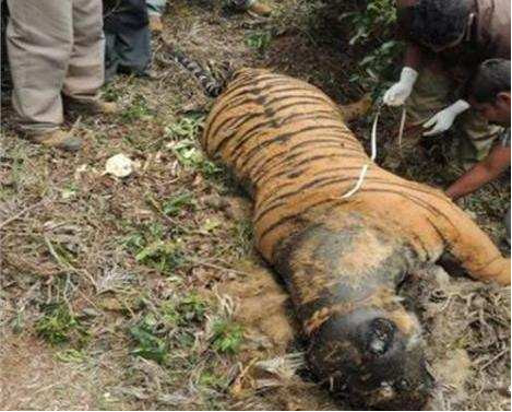 河边躺着的老虎死相吓人,肚子肿胀情况严重,结果剖开后让人惋惜