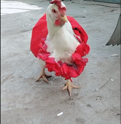 公鸡穿上大红衣,红衣当成新郎服,红红火火去娶媳妇!