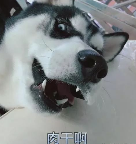 二哈找主人要肉干吃,没想到没臭骂一顿,最后它的表情亮了!