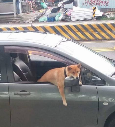 狗狗被主人留下看车,它趴在车窗上的表情惹路人大笑.