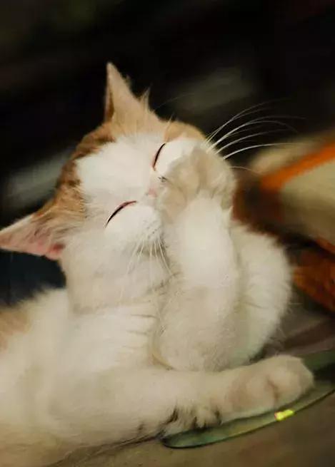 爱笑的动物运气都不会太差