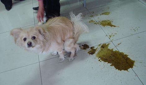 宠物知识:宠物狗拉肚子,呕吐,常见的原因有哪些?