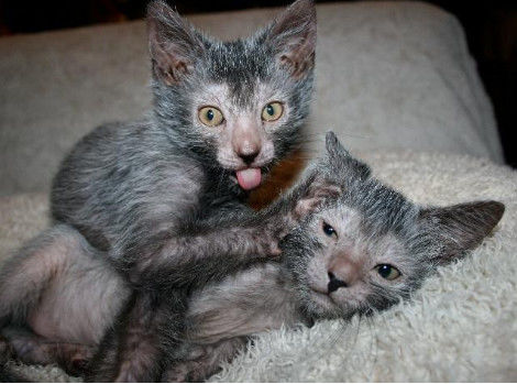 杂交新品种狼人猫你们见过吗真稀奇