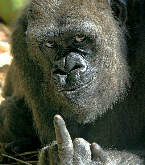 您要的动物搞笑合集来了友情提示观看时不要喝水