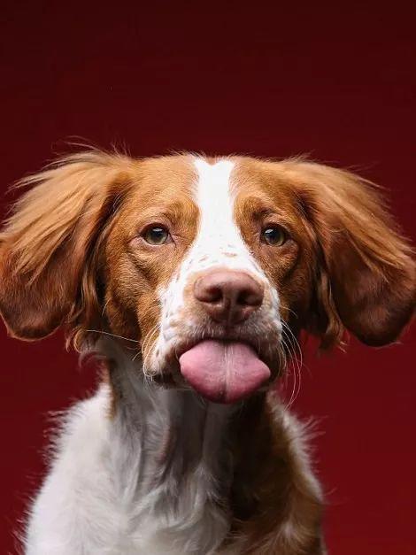 吐舌头谁不会,你吐舌头是作妖,这些汪星人吐舌头就是卖萌了!