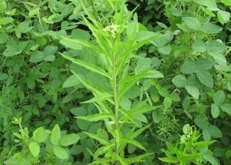 玉米地里不起眼的杂草, 功效堪比蒲公英, 是清热解毒良药还抗癌