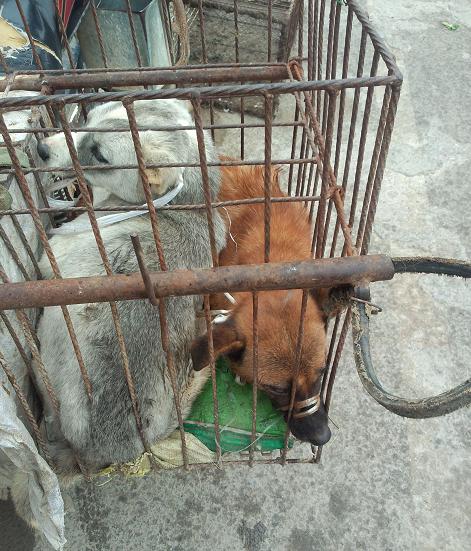 狗贩子在收狗狗,这样的狗狗会被送到屠宰场,做成狗肉在卖出来