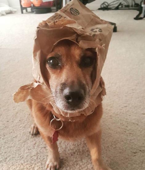 不愧是影帝,汪星人犯罪现场装无辜的表情让我好像养一只!