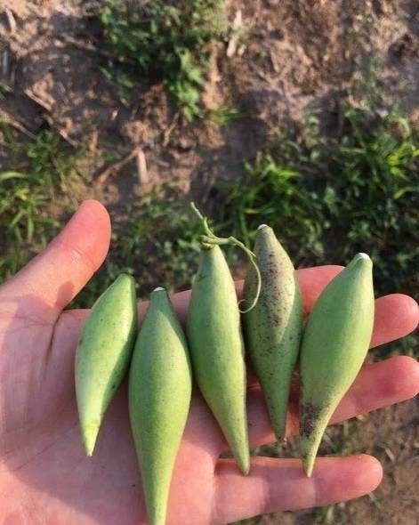 东北人小时候吃的零食,第二个居然很少有人吃过,你见过吗?