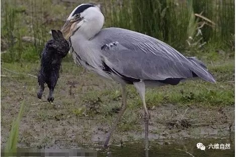 苍鹭连兔的天敌黄鼠狼都能吞食何况是一只小野兔