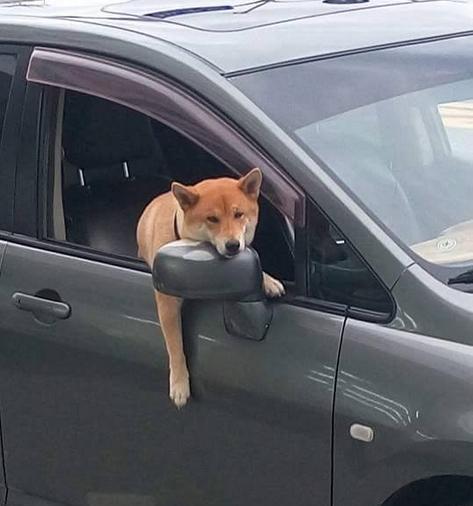 狗狗被主人留下看车,它趴在车窗上的表情惹路人大笑.