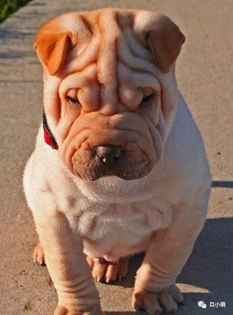 你看不惯我这苦瓜脸,我还看不惯你看不惯我的脸呢!