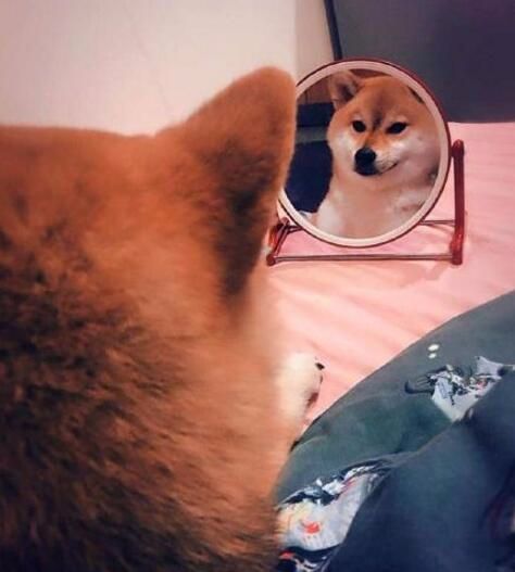 柴犬一直在镜子前显摆,主人凑近一看忍不住笑掉大牙