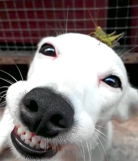 汪星人露牙灿笑!结果仔细一看……!