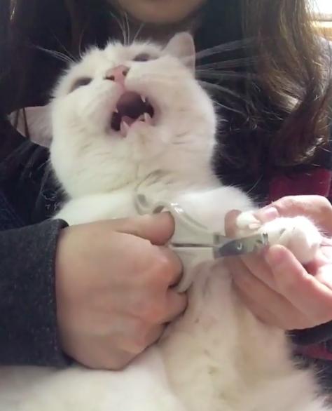 主子剪指甲超淡定,剪到后面突然大崩溃,原来前面都是装的啊