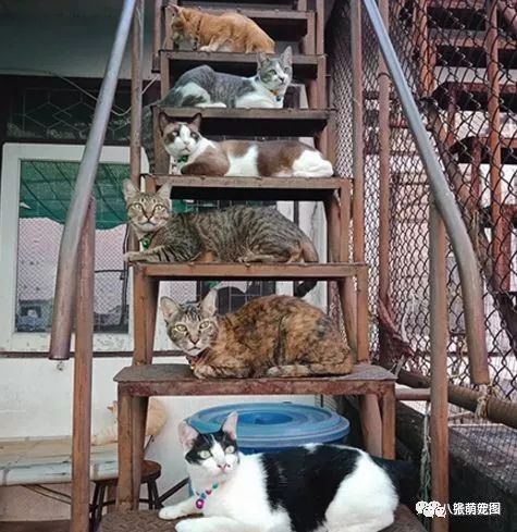 真壕!传说中的养猫大户人家,一般人还真不敢想象.