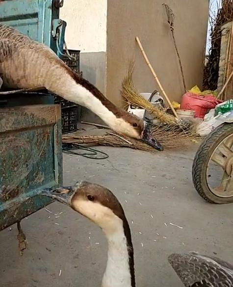 鹅公袭击主人鹅母也追着,两只大鹅的爱情故事再次上演,主人泪奔