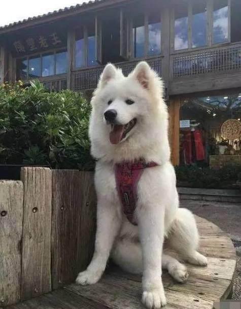 萨摩掉毛太厉害,主人索性给它全部剃掉,剃完毛后简直把人丑哭!