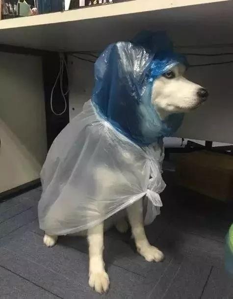 我们哈士奇下雨天穿的雨衣都是定制的,你们一定没有