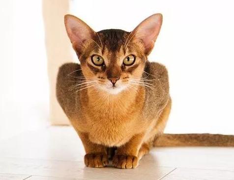 这家人养的猫天生具有王者风范,传说是古埃及神猫的后裔