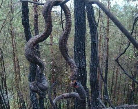 揭开95年安徽巨蟒渡劫事件真相,千年难遇巨蟒