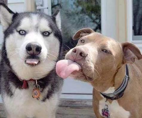 比特犬遇到哈士奇,这深情一舔,二哈的表情很绝望
