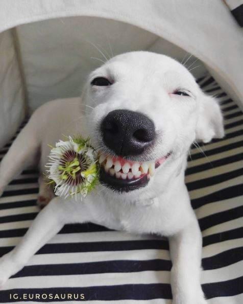 微笑狗的主人图片