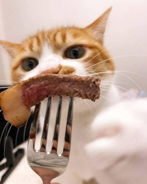 一只爱吃肉肉的猫咪, 见到肉整只喵都精神了, 网友: 小馋猫