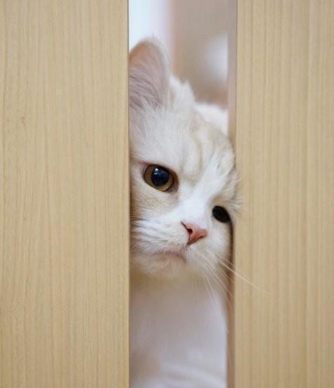 颜艺浑然天成的不良猫coco这么霸气的帅脸谁与争锋