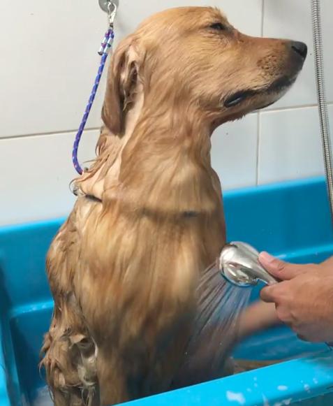 影片中的阿金正在淋浴,它洗澡的的时候,舒服的表情真的太可爱!